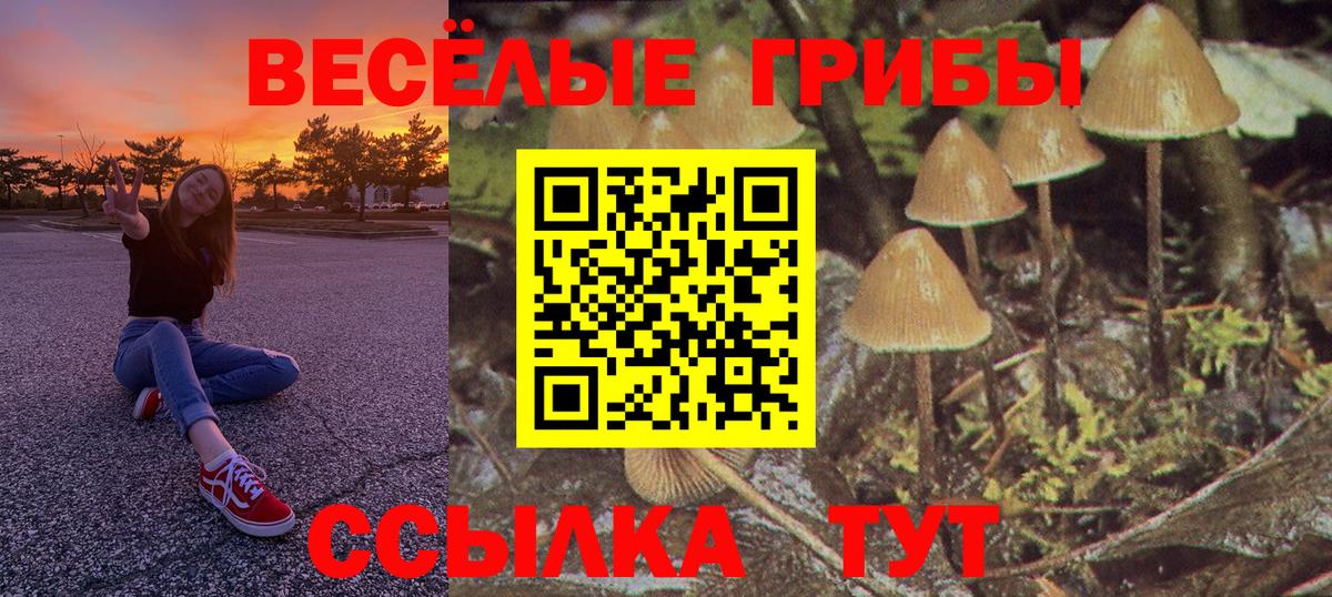Псилоцибиновые грибы Psilocybe Новокубанск